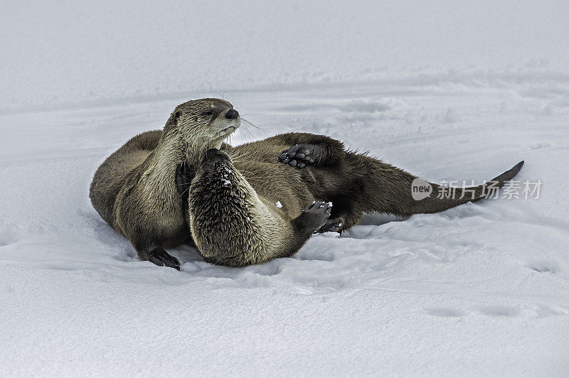 北美水獭，Lontra canadensis，也被称为北方水獭或普通水獭，是北美特有的半水栖哺乳动物。冬天在黄石河边和雪地里玩耍，黄石国家公园